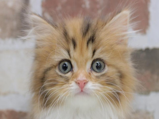 福岡県のミヌエット (ペッツワン福岡新宮店/2024年1月28日生まれ/女の子/ブラウンパッチドタビーホワイト)の子猫